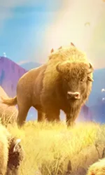 Buffalo Win